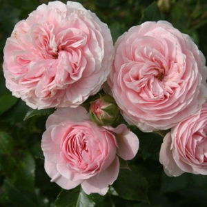 Pokrivači tla ruža - Ruža - Larissa® - 
